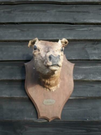 Oude Vintage Opgezette Hinde Hert Schouder Kop