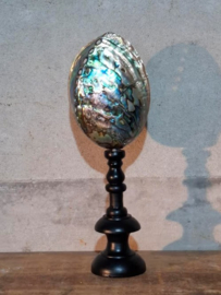 Haliotis Iris Gepolijst Abalone ( Paua ) Grote Schelp op Sokkel