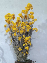 Bos Droogbloemen Gedroogde Sanfordii Geel