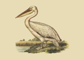 Kaart Ansichtkaart Pelikaan - Pelican