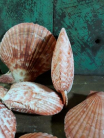 Pecten Nobilis Dubbel Rood Grote Schelp 6-9 cm