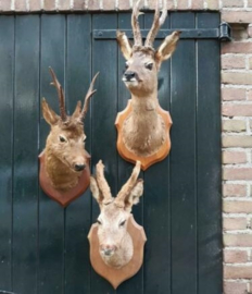 Inspiratie Oude Vintage Reebokjes Taxidermy met Gewei