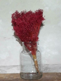 Gedroogde Bos Bloom Broom Cerise Rood Droogbloemen