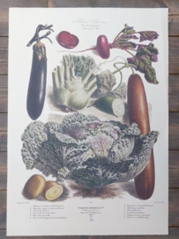 Botanische Prent Vilmorin -The Vegetable Garden - Groente Art Print nr46