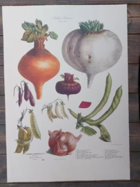 Botanische Prent Vilmorin -The Vegetable Garden - Groente Art Print nr22