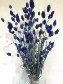 Gedroogde Phalaris  Jeans Blauw Droogbloemen Kanariegras