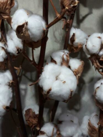 Gedroogde Katoentakken Katoenbollen aan Tak