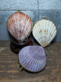 Schelpendoosje Gepolijste Pecten Schelp Doosje Coin Purse