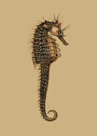 Kaart Ansichtkaart Zeepaardje - Seahorse