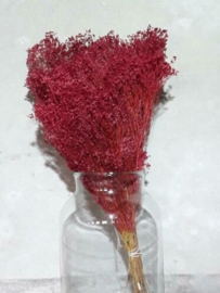 Gedroogde Bos Bloom Broom Cerise Rood Droogbloemen