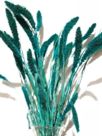 Bos Gedroogde Grassen Naaldaar Setaria Droogbloemen Turquoise Petrol