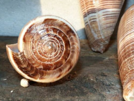 Conus Pigulinis 7.5-8.5 cm Grote Schelp