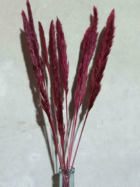 Gedroogde Mini Fluffy Pampas Grassen Droogbloemen Bordeaux Rood