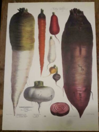 Botanische Prent Vilmorin -The Vegetable Garden- Groente Art Print nr02