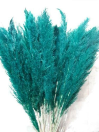 Gedroogde Pampasgras Pampas Grassen Droogbloemen Turquoise