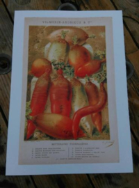 Oude Botanische Vilmorin Prent The Vegetable Garden nr48