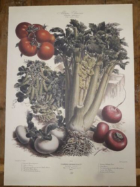 Botanische Prent Vilmorin -The Vegetable Garden- Groente Art Print nr45