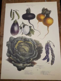 Botanische Prent Vilmorin -The Vegetable Garden- Groente Art Print nr21