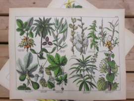 Oude Antieke Botanische Chromolitho Prent Schubert 1887