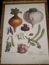 Botanische Prent Vilmorin -The Vegetable Garden- Groente Art Print nr22