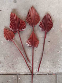 Gedroogde Droogbloemen Palmblad Palm Speer 5st Choco Bruin