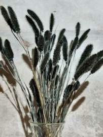 Bos Gedroogde Grassen Naaldaar Setaria Droogbloemen Zwart