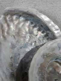 Abalone Parelmoer Ruw Grote Schelp 16-18 cm Haliotus
