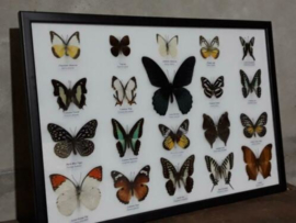 Opgezette Vlinders in Lijst - Assorti 20 Stuks 