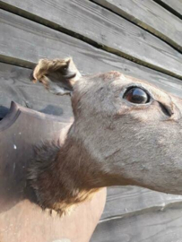 Oude Vintage Opgezette Hinde Hert Schouder Kop