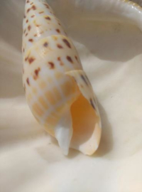 Terebra Maculata Grote Schelp - 13-15 cm