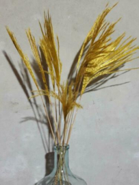 Bos Droogbloemen Gedroogde Miscanthus Mini Pampas 10st. Geel