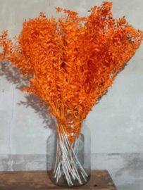 Gedroogde Droogbloemen Blad Gepreserveerde Ruscus Abrikoos Oranje 3st