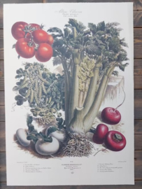 Botanische Prent Vilmorin -The Vegetable Garden - Groente Art Print nr45