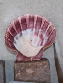 Pecten Undosa Grote Schelp 14-16 cm