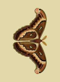 Poster Art Prent Atlas Vlinder - Butterfly