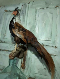 Oude Opgezette Fazant Taxidermy