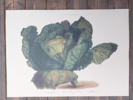 Botanische Prent Vilmorin -The Vegetable Garden - Groente Art Print nr7