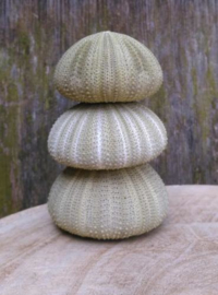 Groene Zee Egel Zeeegel 4-5 cm 3 stuks