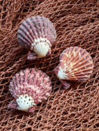 Dubbele Pecten Gloripallium Grote Schelp 4-5 cm 3 stuks