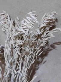 Bos Gedroogde Grassen Haver Droogbloemen White Wash