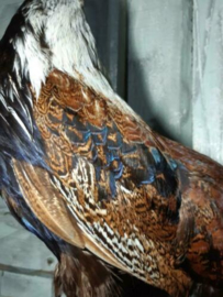 Oude Opgezette Fazant Taxidermy