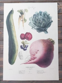 Botanische Prent Vilmorin -The Vegetable Garden - Groente Art Print nr16