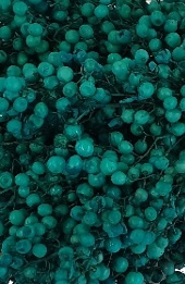 Bos Gedroogde Pepperberries Peperbessen Turquoise