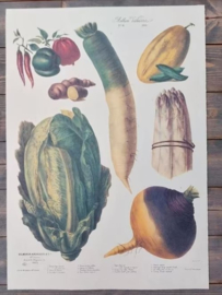 Botanische Prent Vilmorin -The Vegetable Garden - Groente Art Print nr10