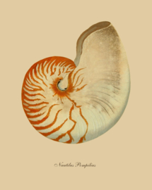 Poster Art Prent Schelp Nautilus - Shell