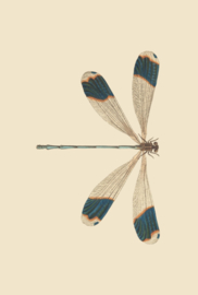Poster Art Prent Libelle - Dragonfly