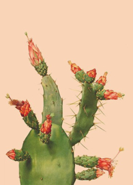 Kaart Ansichtkaart Cactus