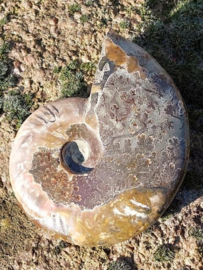 Versteende Ammoniet Gepolijst Fossiel Opaal