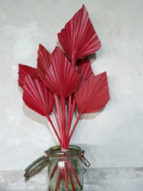 Gedroogde Droogbloemen Palmblad Palm Speer 5st Rood