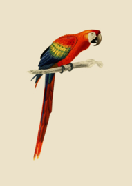 Poster Art Prent Papegaai Ara - Parrot 
